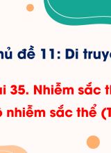 Bài 35. Nhiễm sắc thể và bộ nhiễm sắc thể (Tiết 2)